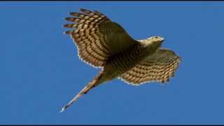 Sparrowhawk Bird Call Bird Song [upl. by Firestone]