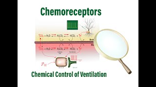 Baroreceptor amp Chemoreceptor reflex Regulation of Blood Pressure [upl. by Bashemeth]