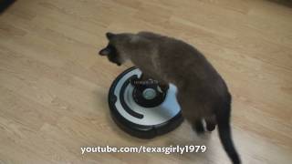 Cat shows HOW TO use iRobot Roomba Vacuum [upl. by Ynattib]