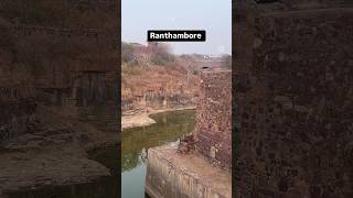 Ranthambore National Park travel travelvlog [upl. by Latta753]