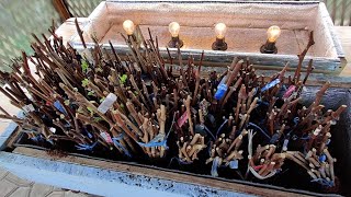 Preparation for Rooting Grape Cuttings [upl. by Enylorac549]