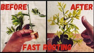 Banana rooting hormones  DIY [upl. by Cindee]