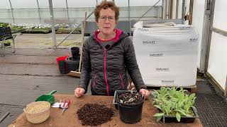 Grow Like The Pros How To Take Root Cuttings [upl. by Arted]