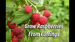 How To Grow Raspberry Bushes From Cuttings Easy and Free [upl. by Aduhey]