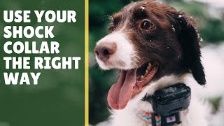 5 Tips ECollar Dog Training for Beginners [upl. by Quinlan]