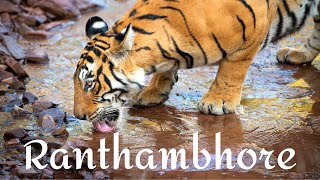 RANTHAMBHORE NATIONAL PARK  the best tiger safari in India [upl. by Bromley914]