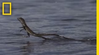 Jesus Christ Lizard  National Geographic [upl. by Akcebar]