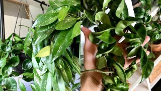 Hoya Houseplant Care Tips amp Tricks  My Hoya Collection [upl. by Gnilyarg]