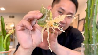 How to Root Dragon Fruit Cuttings QUICKEST amp EASIEST Way [upl. by Reffineg]