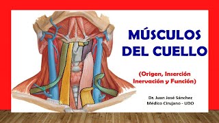 🥇 MÚSCULOS DEL CUELLO Fácil Rápido y Sencillo [upl. by Cherry]