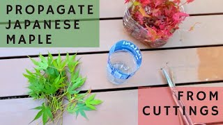 How to propagate Japanese Maples from Cuttings Step by Step [upl. by Chadburn]