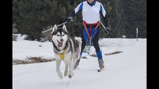 Top Dogs Skijoring [upl. by Brinkema]