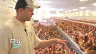 Organic Chicken Coop Tour of Wangsness Family Farm [upl. by Clarisse]