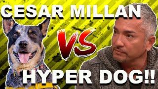 Cesar Millan vs HYPER DOG Stop Dog Lunging [upl. by Berner]