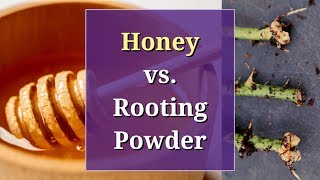 Honey vs Rooting Powder A Propagation Trial [upl. by Martel]