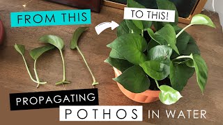 PROPAGATING A POTHOS IN WATER  detailed root growth amp progress [upl. by Ahsea409]