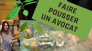 FAIRE POUSSER UN AVOCAT avocat [upl. by Alemahs]