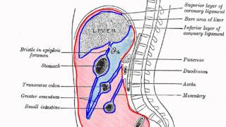 My Colon Surgery  Before amp After [upl. by Anailli]