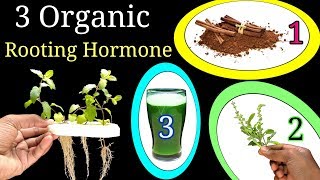 3 MOST EFFECTIVE Homemade Rooting Hormones  UNBELIEVABLE results with proof [upl. by Jephthah]