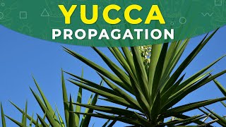 YUCCA PROPAGATION FROM CUTTINGS  ROOTING PROCESS PLANT REPOTTING [upl. by Augustus]