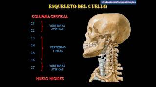 Drs Abad amp Matos  Anatomía del Cuello [upl. by Abram54]