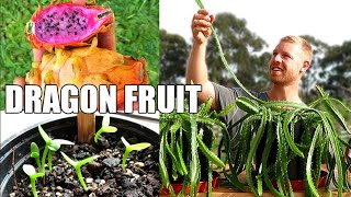 Pitaya  Dragon Fruit  Transplanting and Growing Rare Varieties from Seed [upl. by Nino]