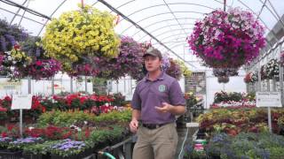 How to Grow HUGE Hanging Baskets [upl. by Eslehc]