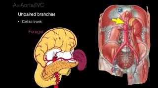 Colorectal Cancer Surgery principles and types [upl. by Notlil755]