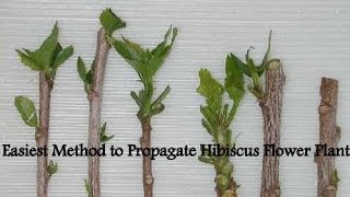 Easiest Method to Propagate Hibiscus Flower Plant [upl. by Eimmot]