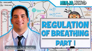 Respiratory  Regulation of Breathing Respiratory Centers Part 1 [upl. by Inajar]