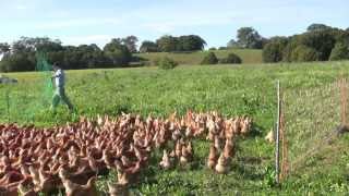 Collecting The Eggs Free Range Chickens with Daniel OBrien [upl. by Ardena]