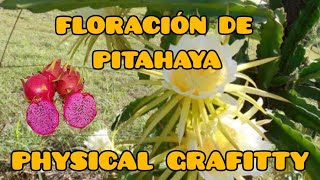 FLORACIÓN DE PITAHAYA PHYSICAL GRAFITTY POLINIZACION FLOWER DRAGON FRUIT PHYSICAL GRAFITTY [upl. by Renferd]