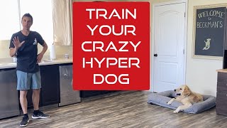 Learn how to manage and train an excitable young dog [upl. by Flight]