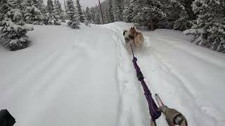 Single Track Skijoring [upl. by Elinad]