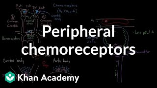 Peripheral chemoreceptors  Respiratory system physiology  NCLEXRN  Khan Academy [upl. by Papagena]