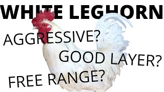 WHITE LEGHORNS All You Need To Know About These Chickens [upl. by Aillij181]