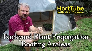 Backyard Plant Propagation 6  Rooting Azaleas [upl. by Ennobe]