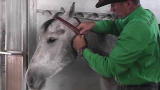 Miracle Collar® for Cribbing Horses [upl. by Zetram]