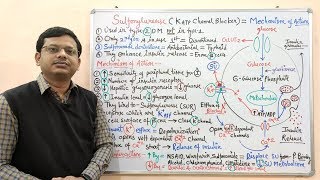 Diabetes Mellitus Part10 Mechanism of Action of Sulfonylurease  Antidiabetic Drugs  Diabetes [upl. by Elletsirk629]