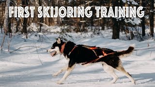 First Skijoring Training [upl. by Kohler]