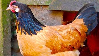 Vorwerk Chickens  Rare Dual Purpose Beauty [upl. by Maxi]