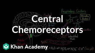 Central chemoreceptors  Respiratory system physiology  NCLEXRN  Khan Academy [upl. by Bab]