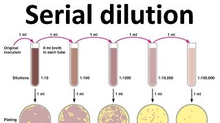 Serial dilution [upl. by Ydolem]