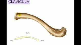 OSTEOLOGIA 2 [upl. by Mikey]