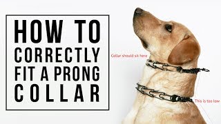 How to Correctly Fit a Prong Collar [upl. by Assenad570]