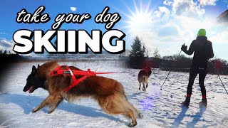 Dog SKIJORING  Dog Skiing Gear  How to Ski with my Dog  Best Winter Dog Sport [upl. by Annael]