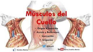 Anatomía  Músculos del Cuello Inserción Inervación Irrigación y Acción [upl. by Chanda]