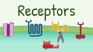 Receptors Types amp Functions [upl. by Helyn]