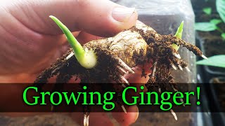 How To Grow Ginger  The Definitive Guide [upl. by Perl]