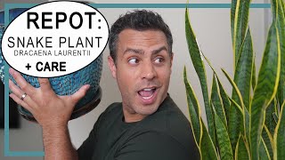 Repotting My Snake Plant Dracaena Laurentii Plus Crucial Care Tips amp The Ideal Soil Composition [upl. by Eelamme]